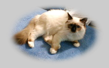 [Willow on a pillow]