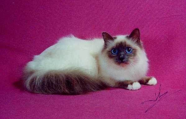 xara